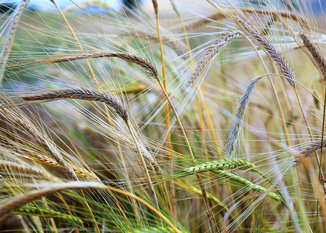 Nahaufnahme von goldenen Gerstenpflanzen mit langen, dünnen Grannen auf einem Feld.