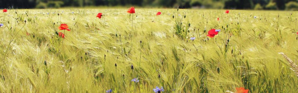 Goldenes Feld mit hohem Gras und verstreuten roten Mohnblumen und blauen Wildblumen vor einem verschwommenen grünen Hintergrund.