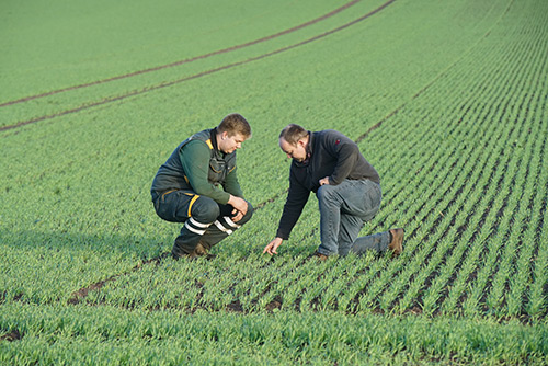 Zwei Personen untersuchen junge Pflanzen auf einem grünen Feld, wobei sie zwischen gleichmäßig verteilten Pflanzenreihen kauern.