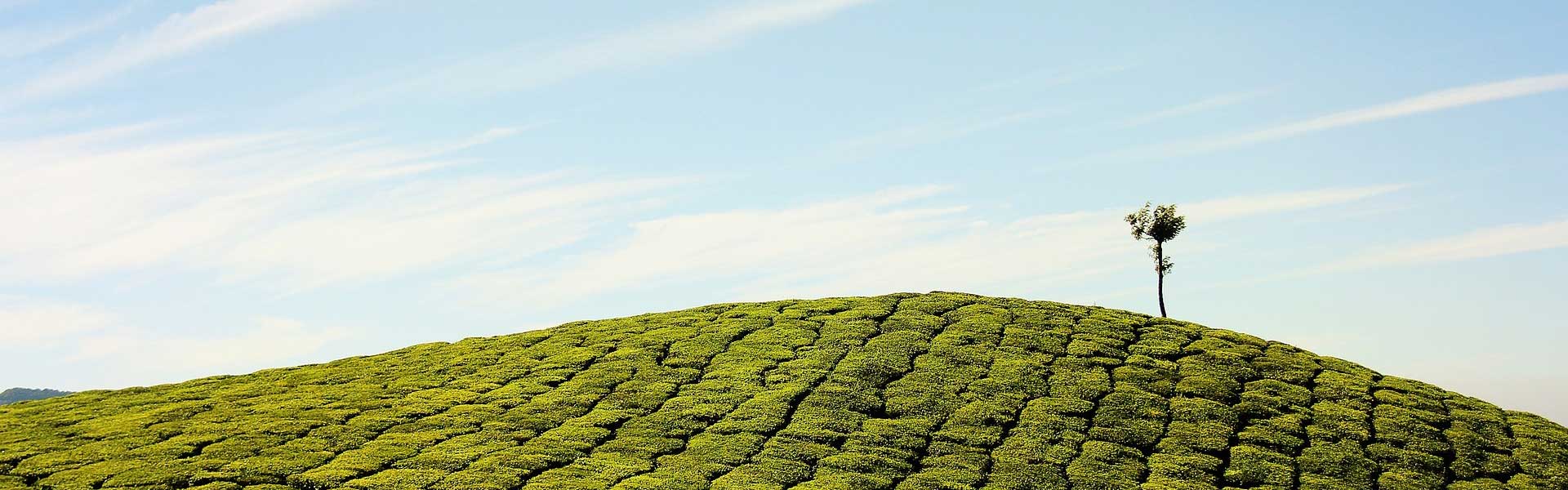 Ein einzelner Baum steht auf einem mit üppigen grünen Sträuchern bewachsenen Hügel unter einem blauen, wolkenverhangenen Himmel.