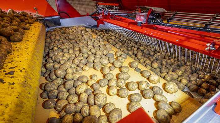 Frisch geerntete Kartoffeln laufen über ein Förderband in einer landwirtschaftlichen Sortiermaschine.